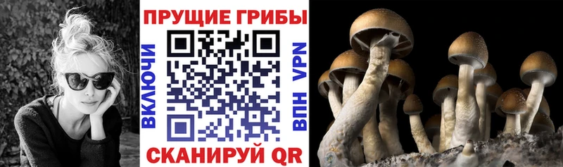 Галлюциногенные грибы Psilocybine cubensis это клад Кологрив
